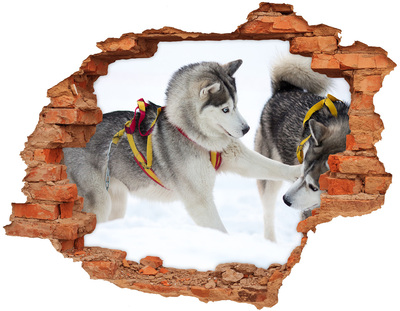 Adesivo murale buco 3D Siberian Husky in azione