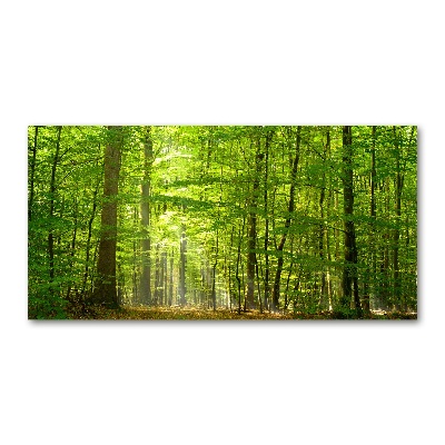 Quadro vetro acrilico Foresta di latifoglie