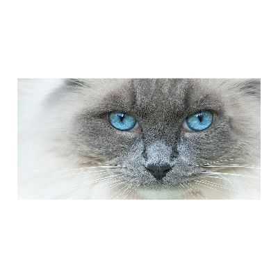Quadro in vetro acrilico Gatto dagli occhi azzurri