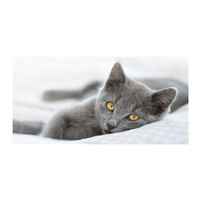 Quadro vetro acrilico Gatto grigio