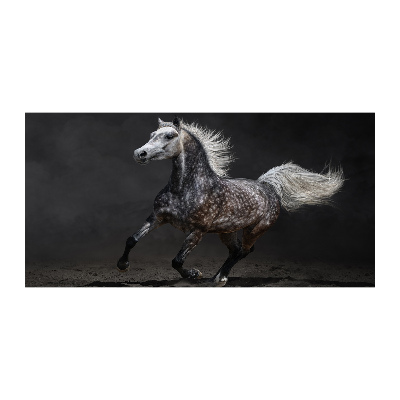 Quadro in vetro acrilico Cavallo arabo grigio