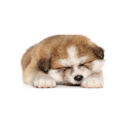 Quadro vetro acrilico Cucciolo di Akita