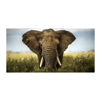 Quadro su vetro acrilico Elefante nella savana