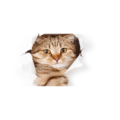 Quadro su vetro acrilico Gatto