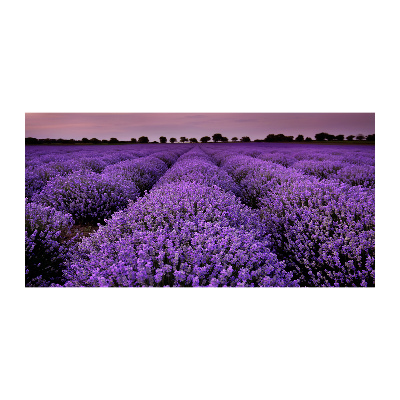 Quadro in vetro acrilico Campo di lavanda