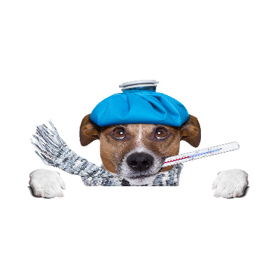 Quadro vetro acrilico Cane malato