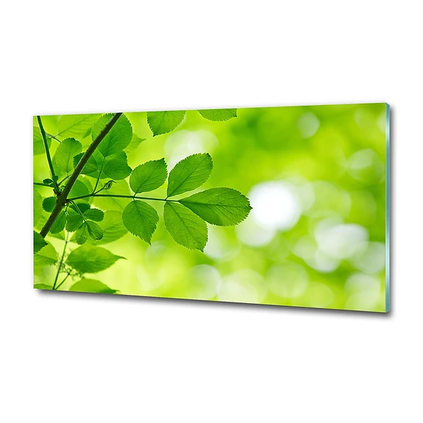 Quadro vetro Foglie verdi